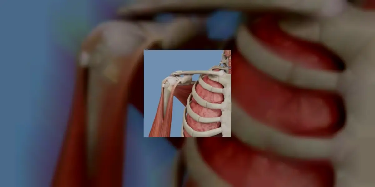 VOKA 3D Anatomy & Pathology